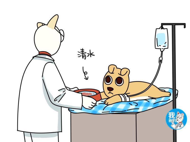狗狗|你家狗子流眼泪才不是因为伤心，那是怎么回事呢？