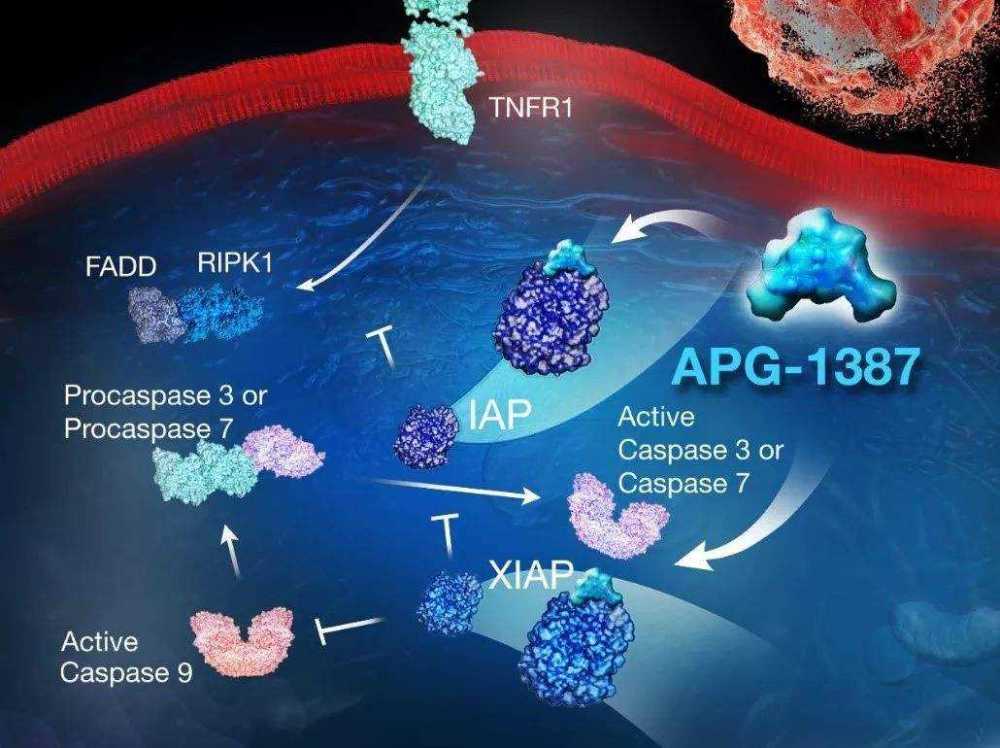 乙肝病毒携带者|乙肝在研新药APG-1387，凋亡抑制蛋白，功能性治疗新方法