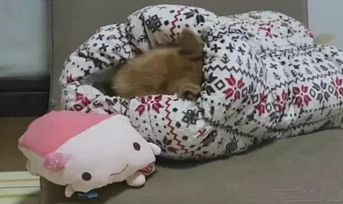 柴犬|主人给柴犬买了个睡袋，隔天早上去看露出姨母笑：五星好评