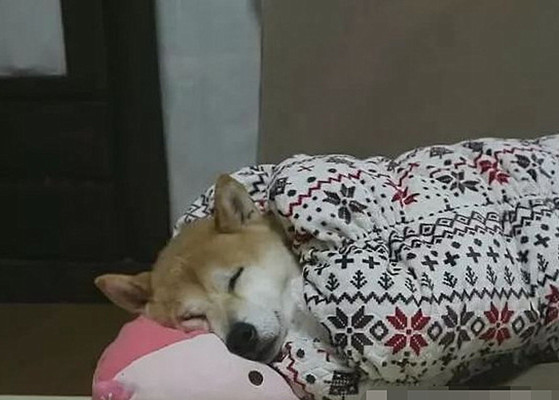 柴犬|主人给柴犬买了个睡袋，隔天早上去看露出姨母笑：五星好评