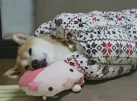 柴犬|主人给柴犬买了个睡袋，隔天早上去看露出姨母笑：五星好评