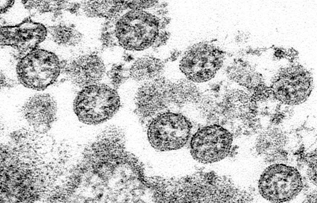 冠状病毒|研究发现，一半美国人已对冠状病毒免疫，真相来了