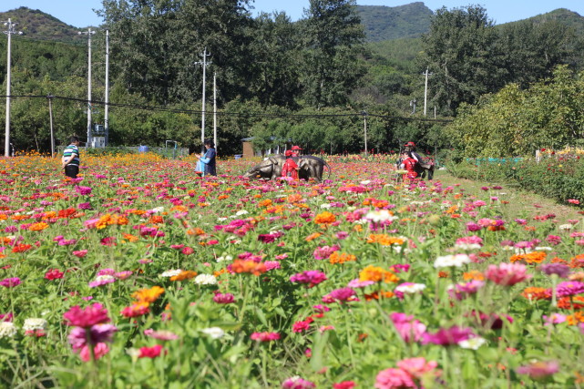 怀柔桥梓镇百亩圣泉花海迎来最佳赏花季