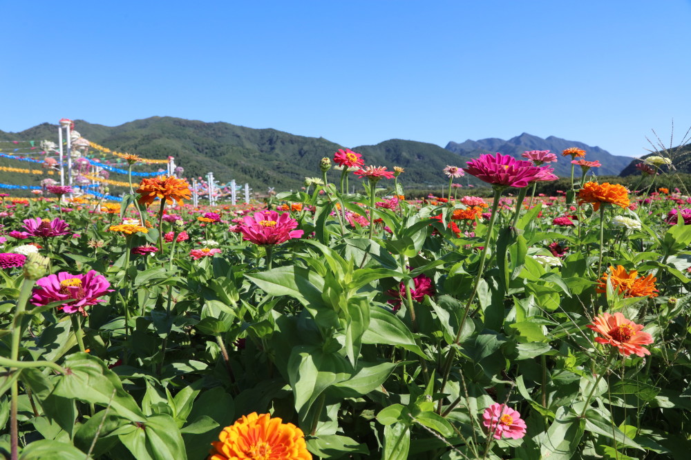 怀柔桥梓镇百亩圣泉花海迎来最佳赏花季