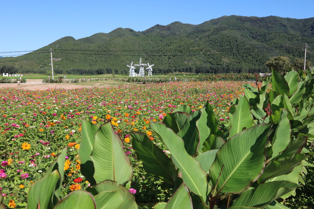 怀柔桥梓镇百亩圣泉花海迎来最佳赏花季