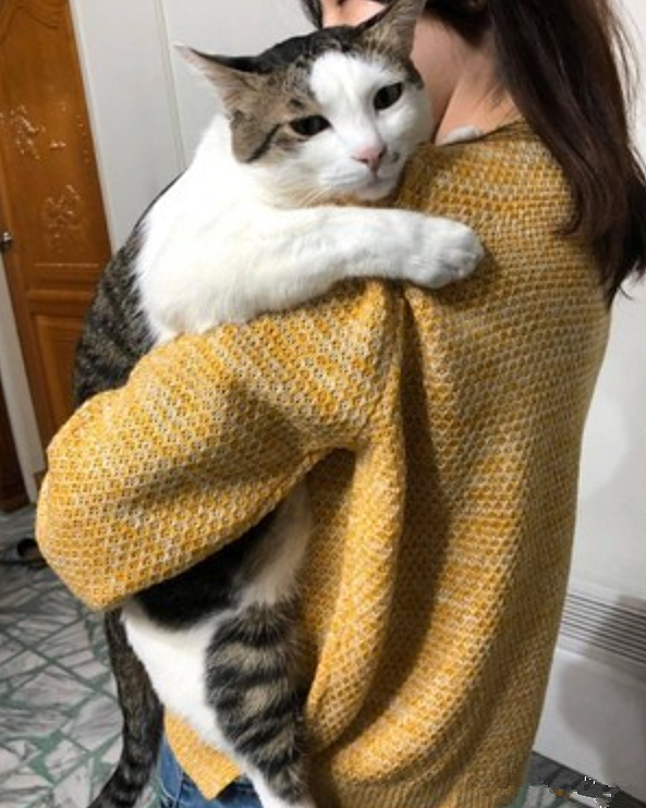 女子煮饭时抱着猫,喵的体型却很扎眼:喂猪饲料长大的吗?
