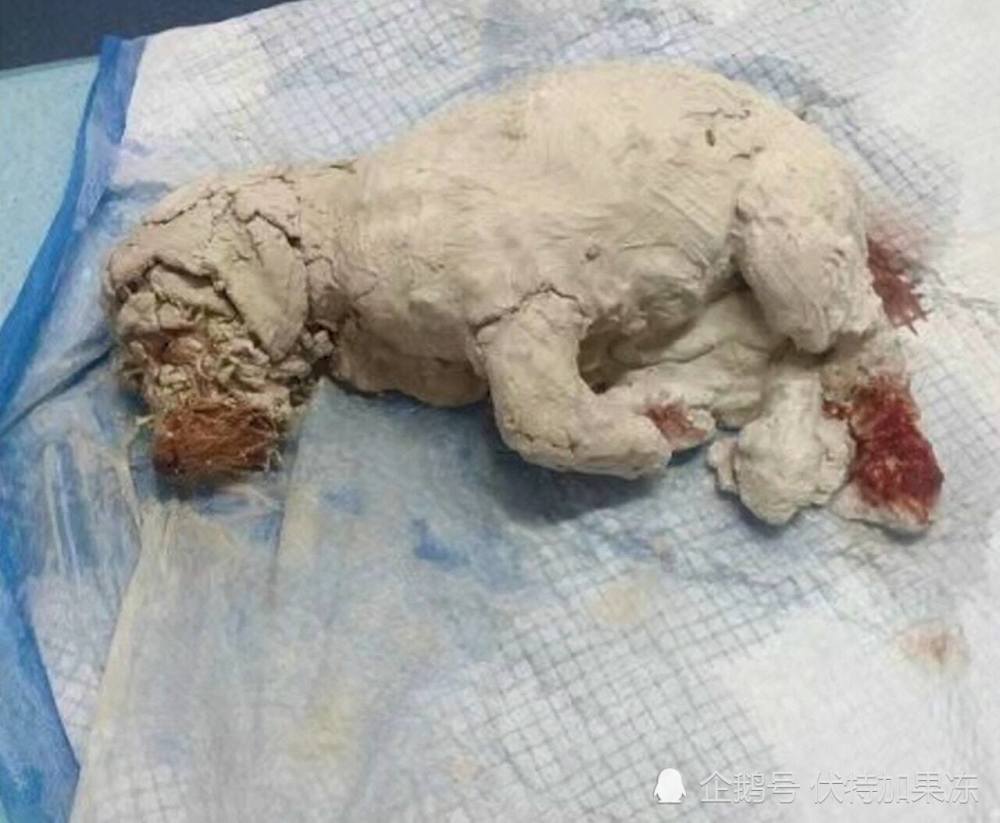 近日发生1宗恐怖虐狗事件,有黑心主人竟然将出生不久的小狗"加工"后