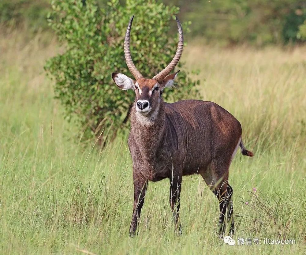 水羚 waterbuck 水羚,又稱非洲大羚羊,肩高120-136釐米,重160-240公斤