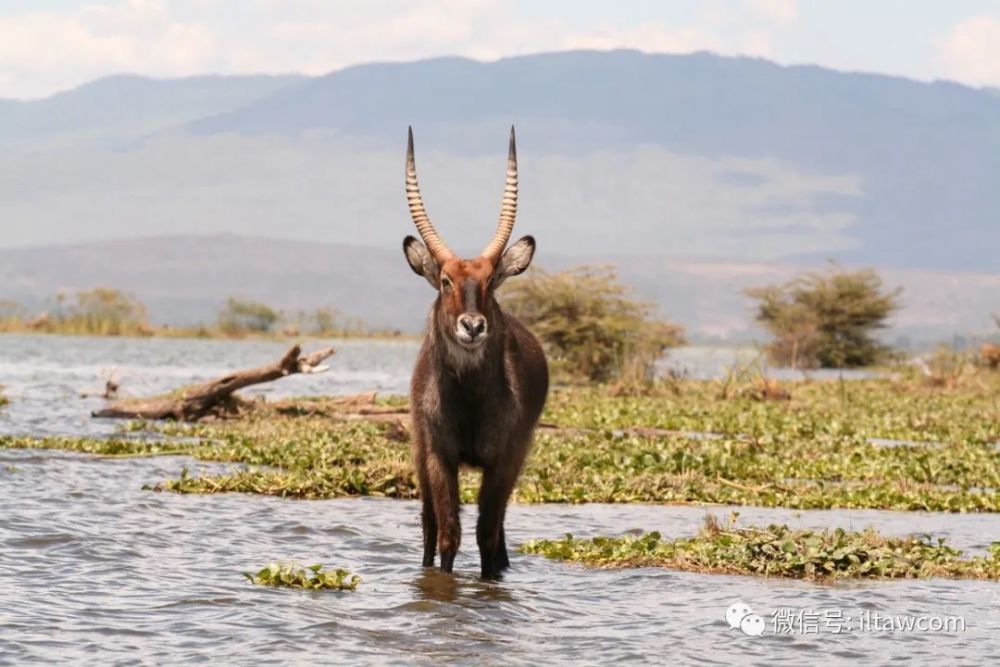 水羚 waterbuck 水羚,又稱非洲大羚羊,肩高120-136釐米,重160-240公斤