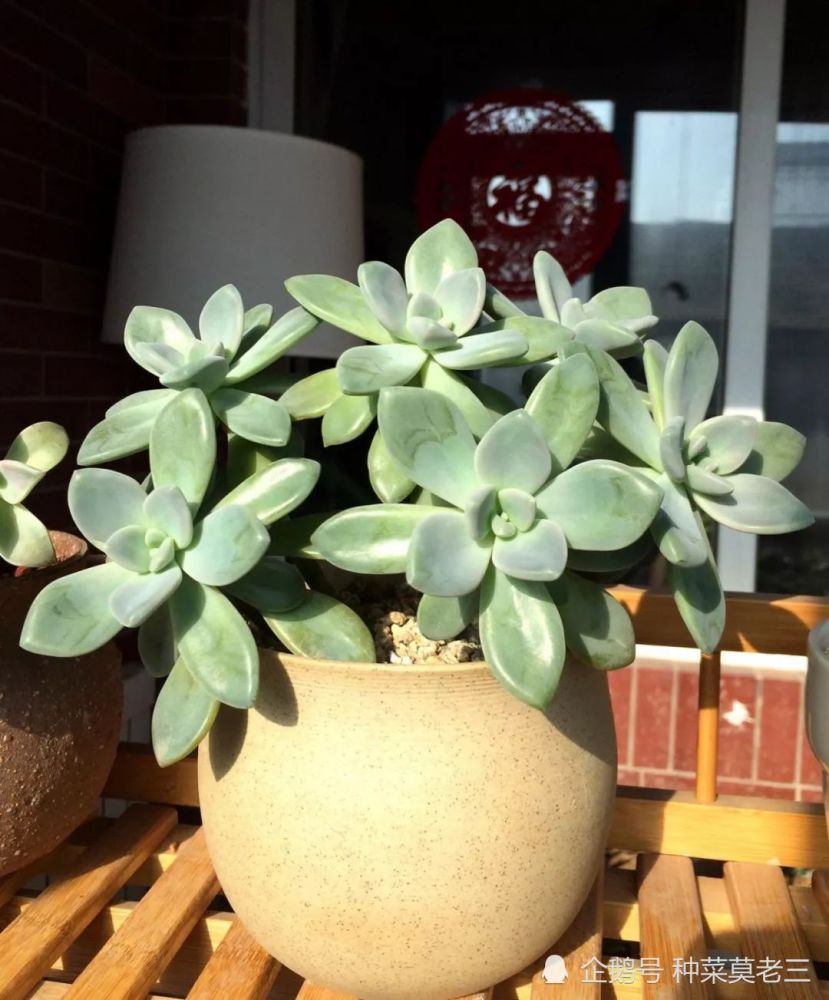 7种耐寒又耐阴的室内绿植 冬季盆栽植物整理 腾讯新闻