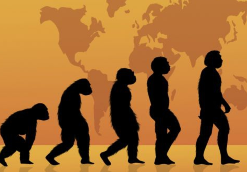 进化|现代的猴子也能进化成人？科学家担忧：巴拿马猴类已进入石器时代