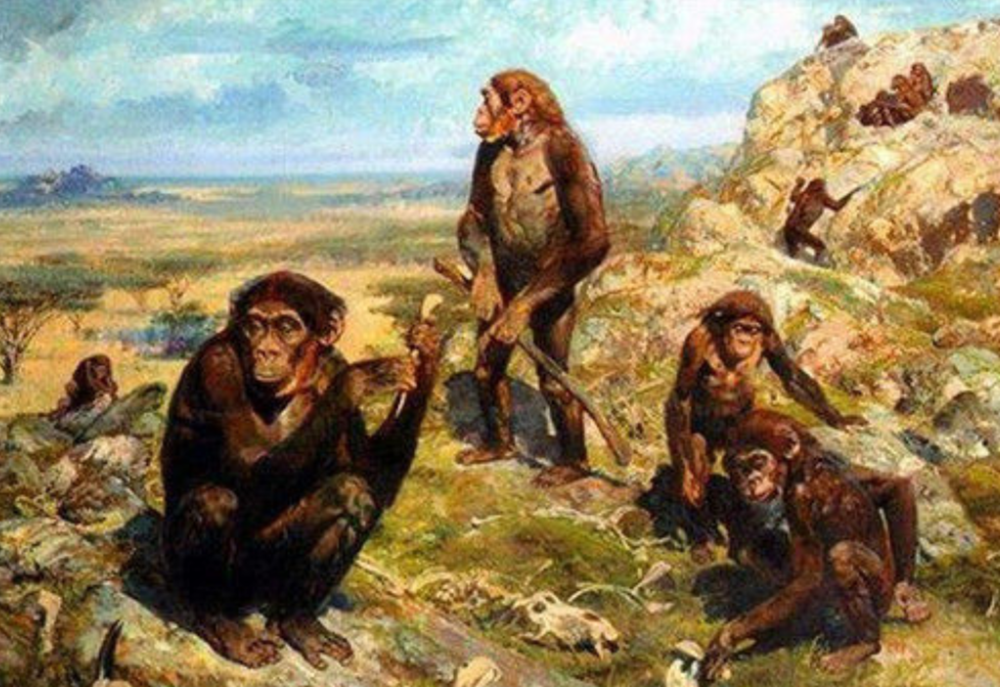 进化|现代的猴子也能进化成人？科学家担忧：巴拿马猴类已进入石器时代