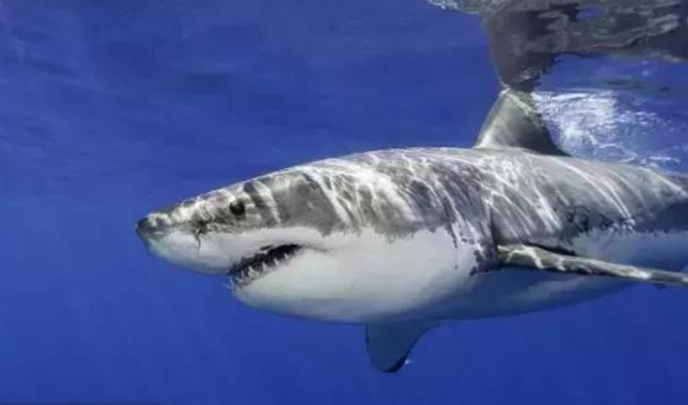 进化|现代的猴子也能进化成人？科学家担忧：巴拿马猴类已进入石器时代