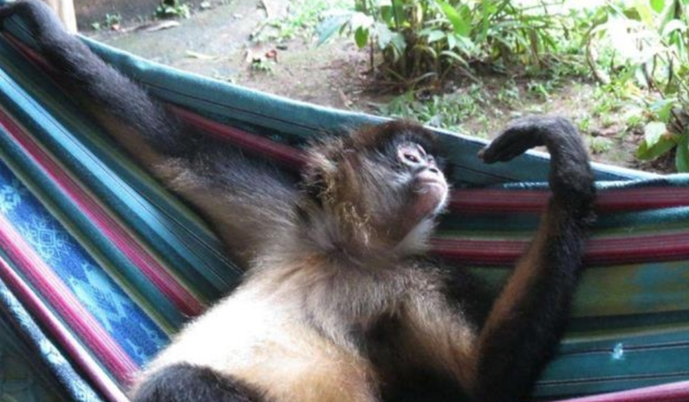 进化|现代的猴子也能进化成人？科学家担忧：巴拿马猴类已进入石器时代