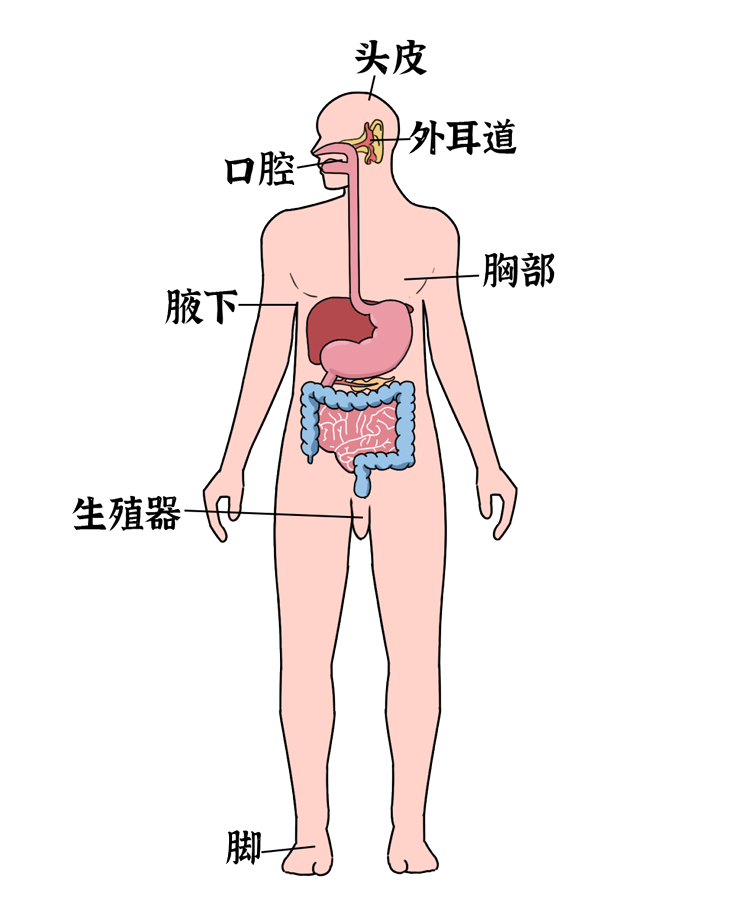 排卵期|排卵期的女性身上会发香？我们采访了几位男性