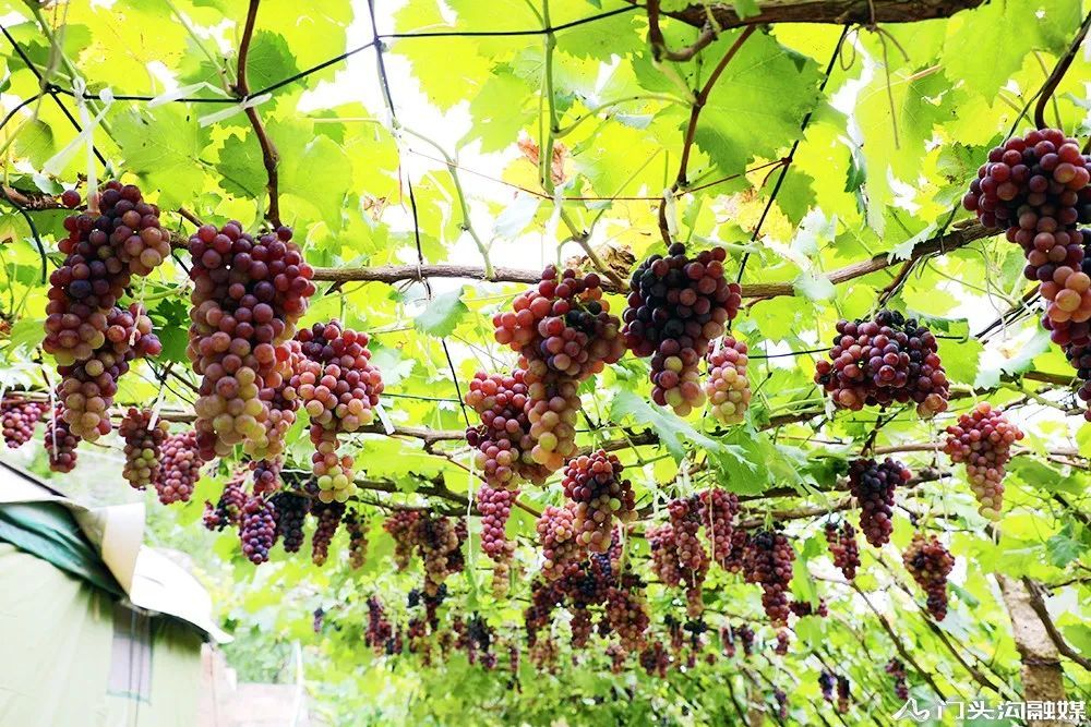 葡萄|门头沟这里葡萄颗颗饱满 等您来摘