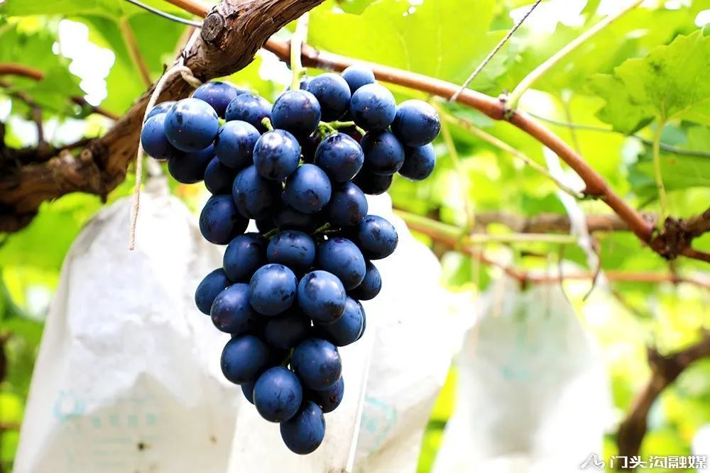 葡萄|门头沟这里葡萄颗颗饱满 等您来摘