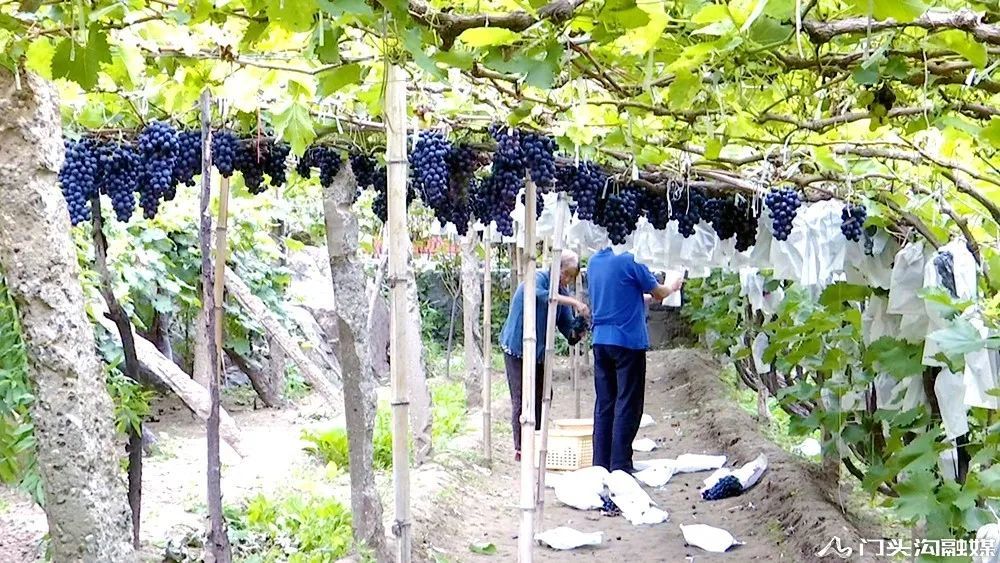 葡萄|门头沟这里葡萄颗颗饱满 等您来摘