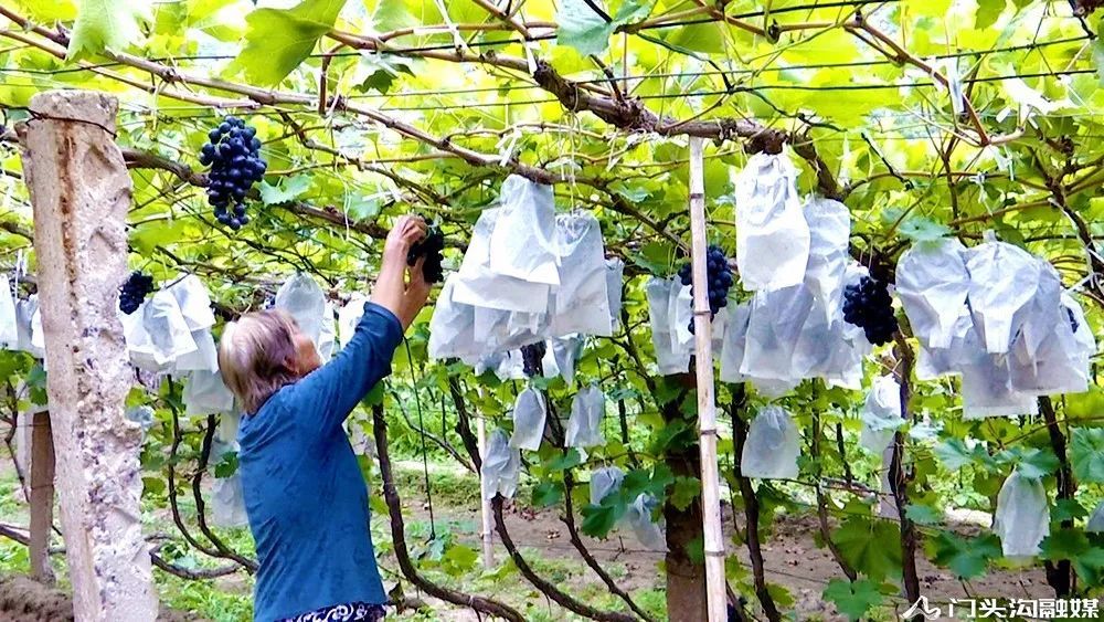 葡萄|门头沟这里葡萄颗颗饱满 等您来摘