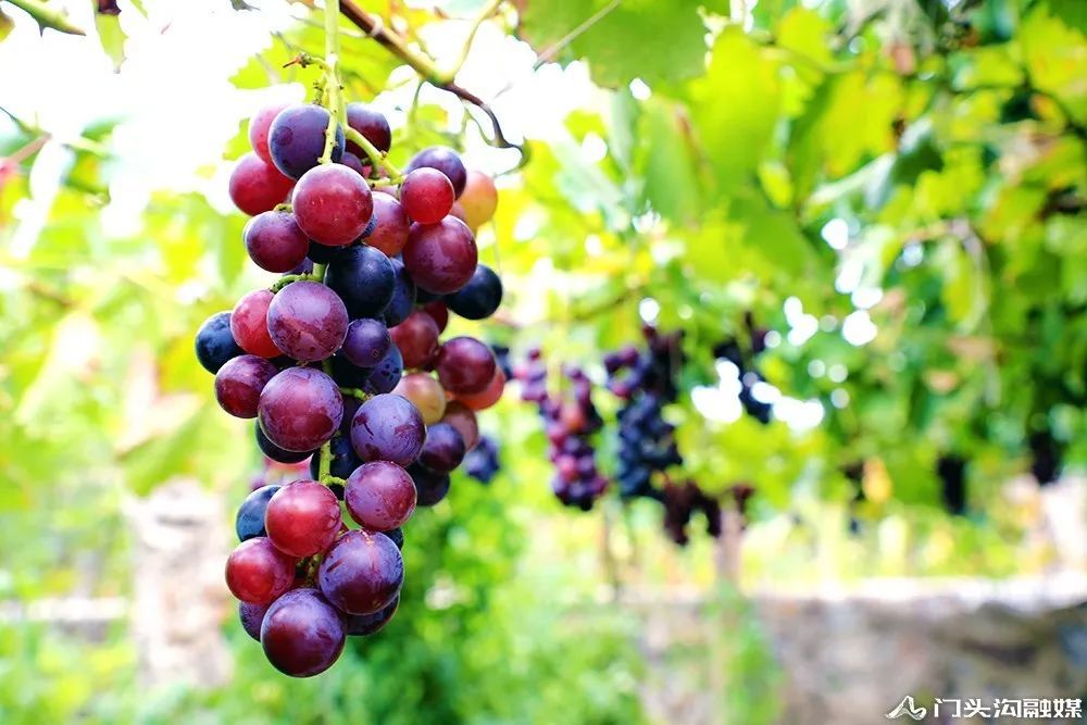 葡萄|门头沟这里葡萄颗颗饱满 等您来摘