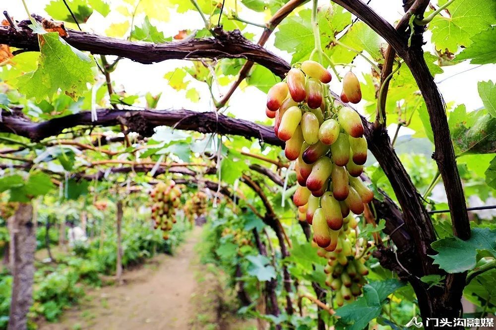 葡萄|门头沟这里葡萄颗颗饱满 等您来摘