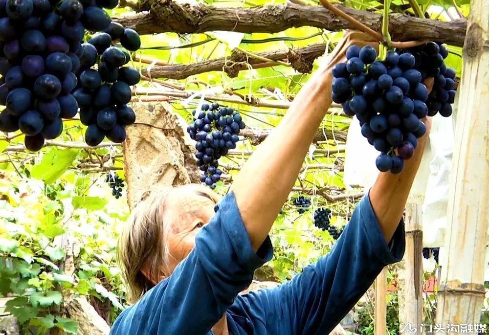 葡萄|门头沟这里葡萄颗颗饱满 等您来摘