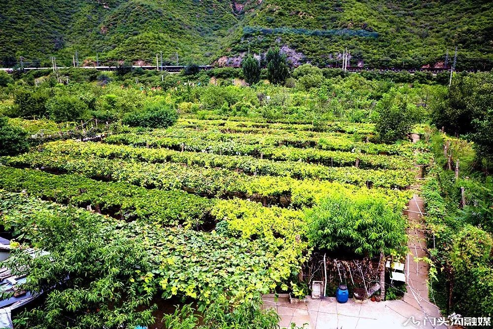 葡萄|门头沟这里葡萄颗颗饱满 等您来摘