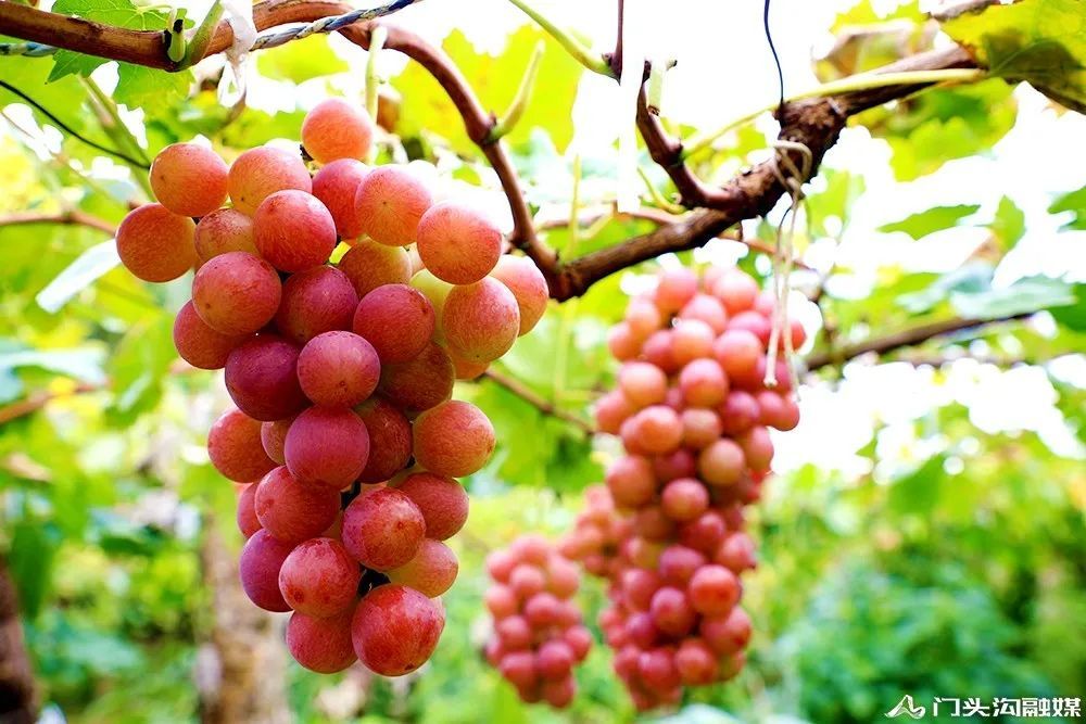 葡萄|门头沟这里葡萄颗颗饱满 等您来摘