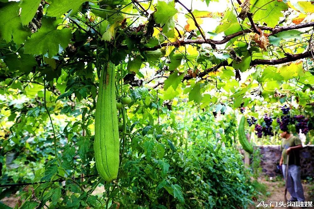 葡萄|门头沟这里葡萄颗颗饱满 等您来摘