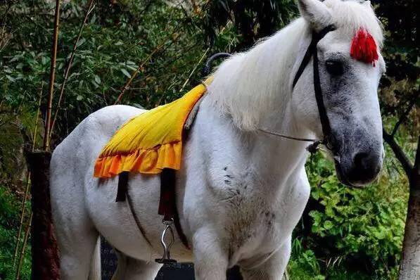 白龙马|《西游记》五号主角“白龙马”下场凄凉，晚年沦为景区赚钱工具