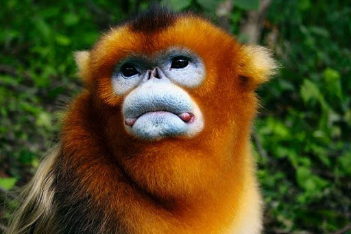 神农架林区|原始森林最深处：神农架，真的存在“野人”吗？