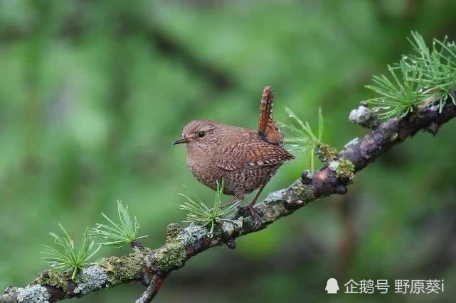 华南虎|宣布灭绝30年的生物都出现了，野生华南虎会重新被发现吗？