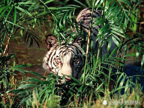 华南虎|宣布灭绝30年的生物都出现了，野生华南虎会重新被发现吗？