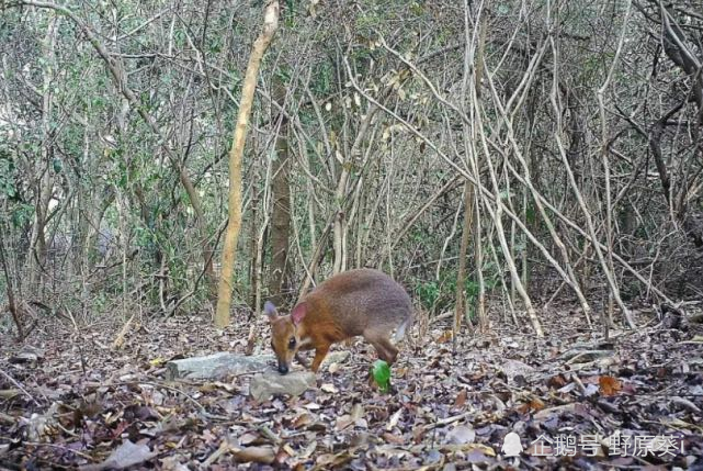 华南虎|宣布灭绝30年的生物都出现了，野生华南虎会重新被发现吗？