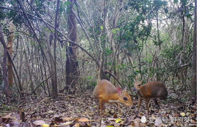 华南虎|宣布灭绝30年的生物都出现了，野生华南虎会重新被发现吗？