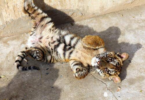 华南虎|宣布灭绝30年的生物都出现了，野生华南虎会重新被发现吗？