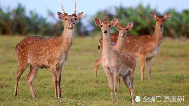 华南虎|宣布灭绝30年的生物都出现了，野生华南虎会重新被发现吗？