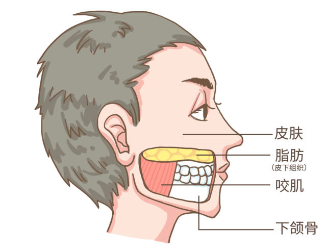 腮骨是什么位置图片图片