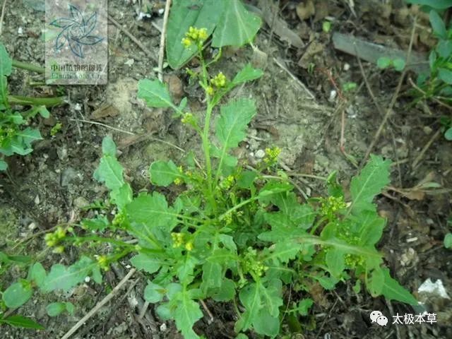 肺熱咳嗽,慢性氣管炎,急性風溼性關節炎,肝炎,小便不利;外用治漆瘡