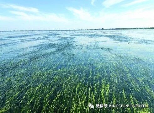 清风|美好与哀愁，皆付清风与流水
