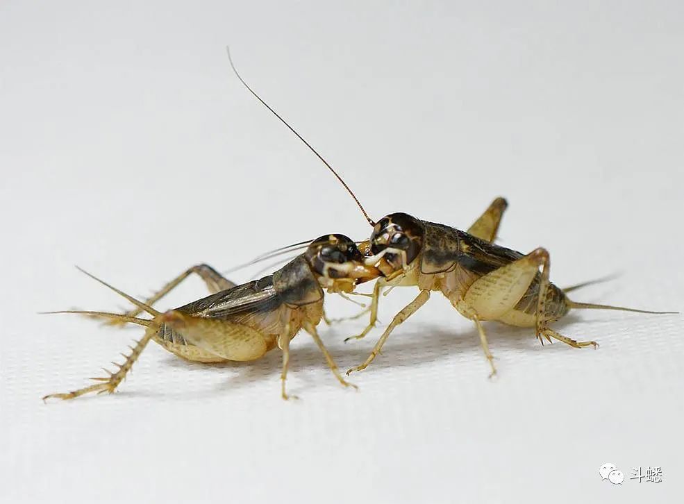 小玩家斗虫感悟