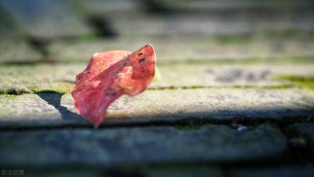 秋虫|红叶飘坠，雁南辞，对月独吟愁萦绕