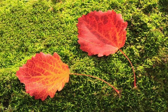 秋虫|红叶飘坠，雁南辞，对月独吟愁萦绕