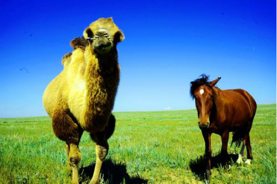 骆驼|1年前被卖到百公里外，这个骆驼竟然徒步走回家，认路能力太强了