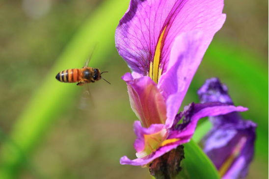 骆驼|1年前被卖到百公里外，这个骆驼竟然徒步走回家，认路能力太强了