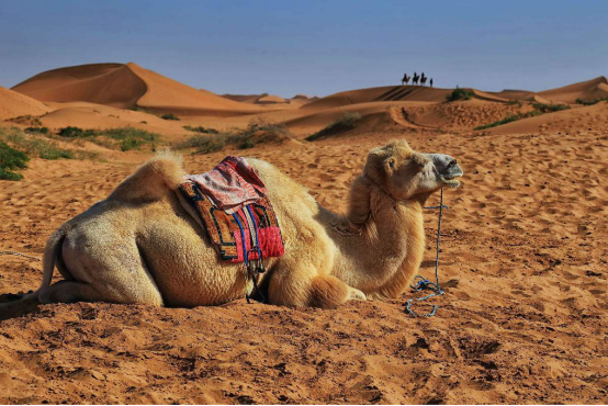 骆驼|1年前被卖到百公里外，这个骆驼竟然徒步走回家，认路能力太强了