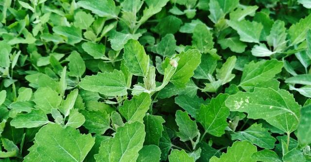 6大不起眼的常见农村野草 却不知能当野菜吃 有很多作用 观音菜 马兰头 麦瓶草 面条菜 野草 野菜 灰灰菜 车前草 营养