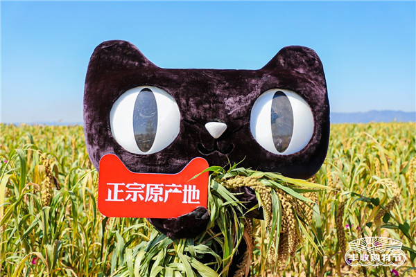 山西沁州黃小米