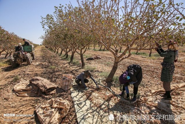 伊朗丰收波斯特产开心果