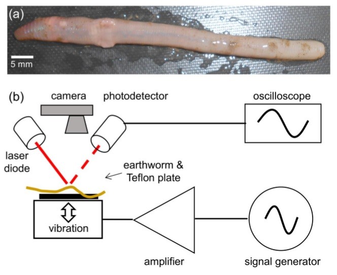 蚯蚓|搞笑诺贝尔奖物理学奖出炉，获奖者竟然把蚯蚓灌醉研究振动？